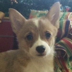 Meet your Posher, Deon